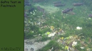 gopro in a pond