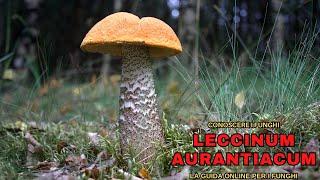 LECCINUM AURANTIACUM, the EXCELLENT EDIBLE PORCINELLO | KNOW THE MUSHROOMS