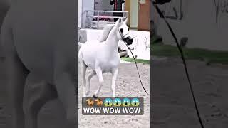 Arabian horse show mashallah horse is very beautiful mumant #foryou #arabianhorse #susanmedia