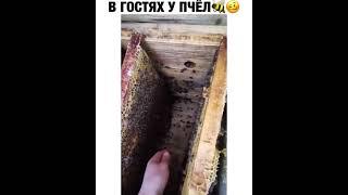 В гостях у пчел / Рисковый парень