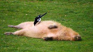  Magpie Collects Nest Material From Capybara 