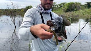 Catching GIANT Mozambique TILAPIA & Bass Fishing Albert Falls Dam at 100%. Bass Fishing South Africa