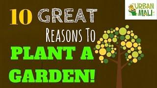 10 Great Reasons To Plant A Garden NOW! - UrbanMali.com