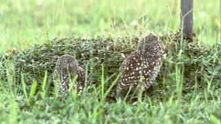 Florida Burrowing Owls