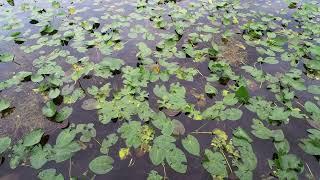 Anhinga Trail: Best Spot For Wildlife Viewing At Everglades National Park, Florida [No Talking]