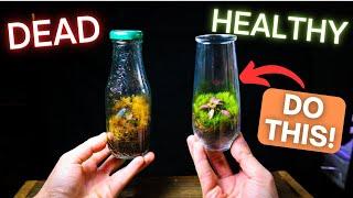 6 MUST KNOW Terrarium Tips For Beginners!