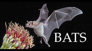 Fascinating Facts about Bats