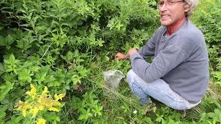 Finally taking a good look at The Garden. Farmhouse Cooking. Picking Blackberries. 19 days till cows