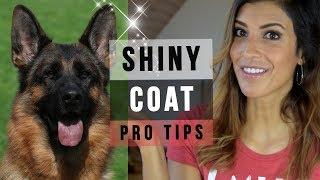 GERMAN SHEPHERD GROOMING: 6 TIPS FOR A SUPER SHINY DOG COAT