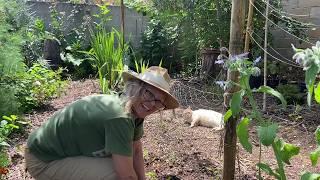 WE'RE BACK Planting the Veggie Garden