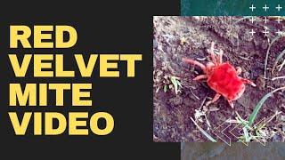 Red velvet mites video | rain bugs | lal biloti | Birbaboti | mrug kida |  लाल बिलौटी