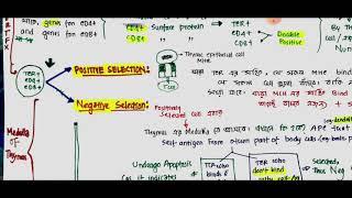 Postitive and Negative Selection | T Cell Development