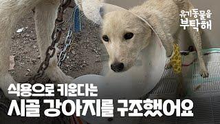 식용으로 키운다는 시골 강아지를 구조했어요