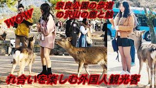 奈良公園の歩道の沢山の鹿と触れ合いを楽しむ外国人観光客🫎 | Cute deer at Todaiji Temple | Nara Travel vlogs !?