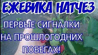 Ежевика Натчез!Сигналки на прошлогодних побегах!