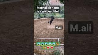 horse dangs very beautiful ঘুরার নাচ অনেক সুন্দর মাশাআল্লাহ #foryou #arabianhorse #susanmedia #cute