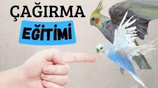 KUŞ ÇAĞIRMA EĞİTİMİ (%100 GARANTİLİ)