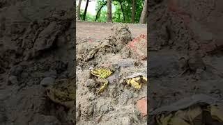 Frog | Injured frog | #vlog #Injured #Frog #medhak #savefrogs
