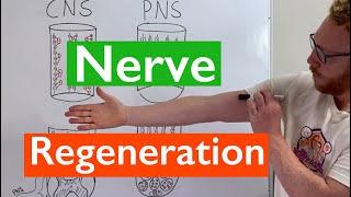 Nerve Regeneration | Spinal Cord vs Peripheral Nerves