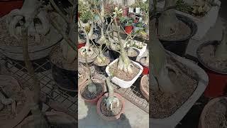 My Adenium after pruning and repotting