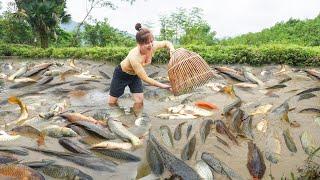 Harvesting A Lot Of Fish Goes To Market Sell, Take care ducking and big-footed chicken