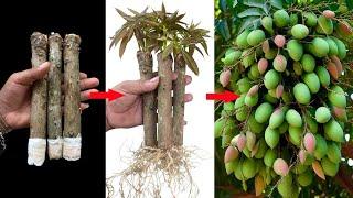 Best Way To Grafting Mango Tree With techniques Create root And Get more fruit,How to Growing plant