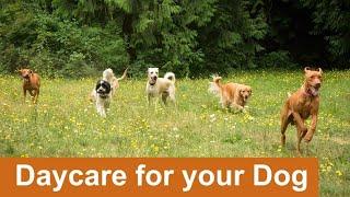 Daycare for your dog   Keep your dog busy while you are away or entertained while you cuddle