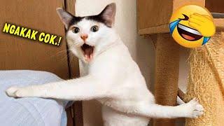 TAHAN TAWA.! 10 Menit Video Kucing Lucu Terbaru yang Bikin Ngakak 2023 ~ Kucing Tiktok Lucu