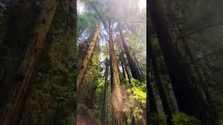 Subaru in the Redwoods #northerncalifornia