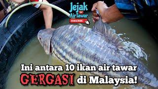 10 spesies ikan monster tempatan di Malaysia