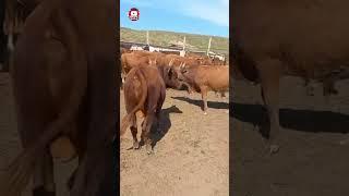 17.05.24 Бір жасар қалмақтар