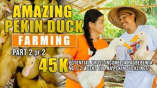 AMAZING PEKIN DUCK FARMING: PWEDE PALANG KUMITA NG 45K SA PAGBEBENTA NG 1-2 WEEK-OLD PEKIN DUCKLINGS