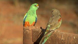 Australian Birds BIRDING THE RED CENTRE Alice Springs by Alana and Greg Dare