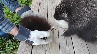 Angry baby porcupine throws tantrum, falls off deck