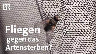 Artensterben: Fliegenzucht auf Bauernhof - Ohne Misthaufen keine Stubenfliegen? | Gut zu wissen | BR