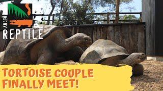 Long distance tortoise couple FINALLY meet for the first time! | Australian Reptile Park