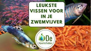 Wat zijn de leukste vissen voor een zwemvijver?