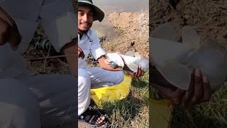 100% real fishing in river fishing catch Pathan fish #fishing #new #shorts