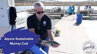 Aquna Sustainable Murray Cod - 16th Annual President's Medal Finalist