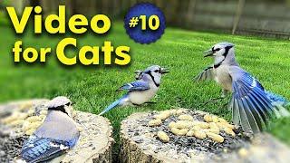 TV for Cats | Backyard Bird and Squirrel Watching | Video 10