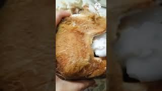 coconut cream , water l l #shortvideo #food #salma