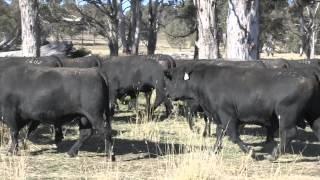 Wattletop-Pre-Sale-Bull Video-2012.m4v