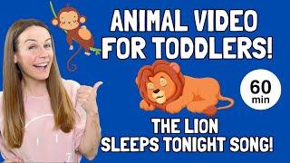 Preschool Learning Video -  Lion Sleeps Tonight Song! - Kid Animal Video - Happy You're Here!