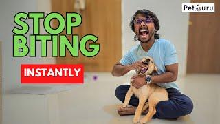 Stop Puppy Biting Instantly: PetGuru Academy's Proven Techniques!