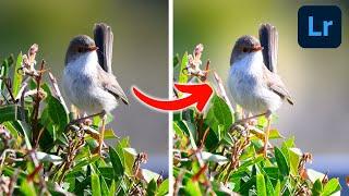 Simple Effect To Make Your Bird Photos POP | Lightroom Tutorial