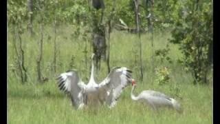 Brolga dancing in northern territory australia