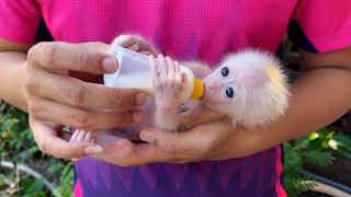 Monkey Annie is well again and can go out into the garden with dad