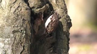 Treecreeper