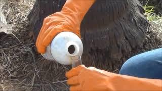 Coconut Black headed caterpillar, Opisina arenosella symptoms of damage and management