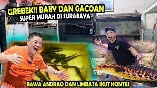 HARGA MURAH? TOKO GLOSIR IKAN CHANNA DAN GACOAN DI SURABAYA @ANIMALHOME14